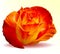 Photo-realistic fiery rose