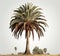 Photo-realistic Fig (sabal Palm) Render With Ambrotype Style