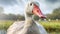 Photo Realistic Goose Portrait: Detailed, Expressive, Uhd Image
