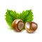 Photo-realistic illustration. Hazelnuts Filberts with leaves.