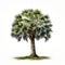 Photo-realistic Oak Palm Tree On White Background