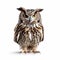 Photo-realistic Owl Portrait With Bold Character Design