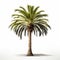Photo-realistic Palm Tree 3d Model On White Background