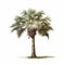 Photo-realistic Palm Tree Illustration: Naturalistic Watercolor Rendering