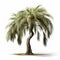 Photo-realistic Willow Palm Tree On White Background