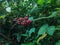 photo of red berries in a Binjai city garden