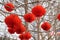 Photo of red Chinese lanterns hanging from trees with Chinese scripts that means best wishes