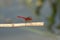 Photo of the red Dragonfly standing on the reed.