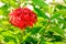 Photo of red flower, ixora