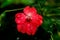 Photo of Red Flower/ Jepun Flowers