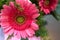 Photo of a Red Flower Upclose