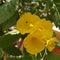 Photo of red flowers india gujrat