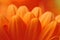 Photo of red gerbera petals, macro photography and flowers background