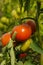 Photo with red and green tomatoes ripening in the greenhouse on the bushes