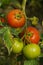 Photo with red and green tomatoes ripening in the greenhouse on the bushes