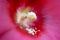 Photo of red mallow with pollen dust inside flower