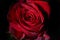 Photo of a red rose on a black background in a studio.Wallpaper. Perfection of nature. Purity