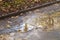 Photo of reflection of a tree in an autumn puddle.