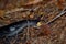 Photo of a representative of snails Limacidae in the forests of the Decin Highlands, Czech Switzerland National Park