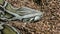 Photo of reticulated python head