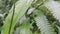 Photo of the Rhagoletis pomonella insect perched on a leaf. Photo taken on the mountain