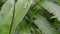 Photo of the Rhagoletis pomonella insect perched on a leaf. Photo taken on the mountain