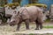 Photo of Rhino baby