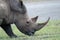 Photo rhinoceros head chewing grass in the African savanna