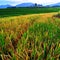photo of rice plants that are yellowing