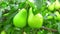 Photo of ripen pears hanging on the tree in summer day