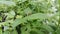 Photo of Riptortus linearis (Bean bug) perched on a leaf