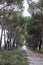 The photo of a road which has trees on both sides, Bodrum, Turkey.