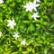 photo of a rombusa tree with green leaves and white flowers that are beautiful and fresh