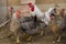 Photo of rooster and chickens breed Legbar cream.