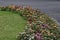 Photo of rose bushes with blooming different colors in a nature park