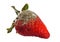 Photo of rotten strawberries