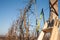 Photo of the row of the trees, stepwooden ladder, shears hanging on the wire, fruit garden