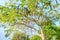 Photo of royal poinciana tree with fruits