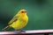 photo of a Saffron Finch Sicalis flaveola perched on a green lawn background in the city