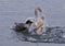 photo of a scared swan under attack of a crazy duck