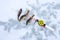 Photo scene with ice winter fishing. Caught fish perch on ice and snow near short winter fishing rod with a hook or lure on line t