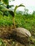 Photo of a seed of a palm tree or coconut growing on land.