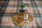 Photo with selected of focus breakfast in the bed on checkered plaid and round wicker tray with dried apricots, coconut and tea