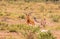 Photo series: Cheetah hunting for big Impala. The cheated cheetah episode. Masai Mara, Kenya
