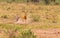 Photo series: Cheetah hunting for big Impala. The very fast episode. Masai Mara, Kenya