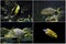 Photo set: Marine tropical fish