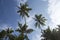 Photo of seven huge tall big tropical palm trees blue sky with clouds background in warm exotic Goa, India during travel for