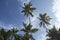 Photo of seven huge tall big tropical palm trees blue sky with clouds background in warm exotic Goa, India during travel for