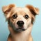 Photo of a Shocked cute dog face on solid color background. ai generative