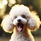 Photo of a Shocked poodle on nature bokeh background. ai generative